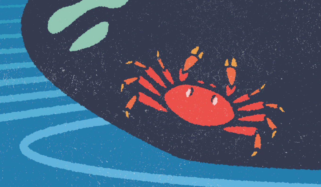 Illustration detail of a Harbor Seal for Google